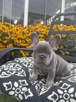 Luna, a female French Bulldog for sale in Bethlehem, PA – 3 of 10