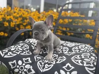 Star, a female French Bulldog for sale in Bethlehem, PA – 9 of 10
