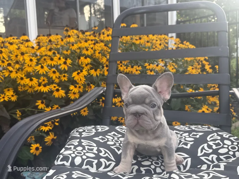 Thor  – French Bulldog puppy for sale in Bethlehem, PA