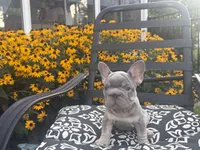 Thor , a male French Bulldog for sale in Bethlehem, PA – 1 of 10