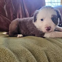 Archie, a female Australian Shepherd and Border Collie for sale in Scio, OR – Photo 3 of 10