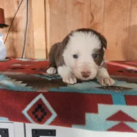 Archie, a female Australian Shepherd and Border Collie for sale in Scio, OR – Photo 7 of 10