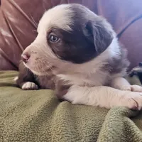 Archie, a female Australian Shepherd and Border Collie for sale in Scio, OR – Photo 2 of 10