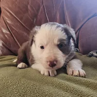 Archie, a female Australian Shepherd and Border Collie for sale in Scio, OR – Photo 4 of 10