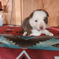 Archie, a female Australian Shepherd and Border Collie for sale in Scio, OR – Photo 5 of 10
