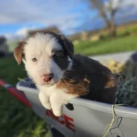 Archie, a female Australian Shepherd and Border Collie for sale in Scio, OR – Photo 1 of 10