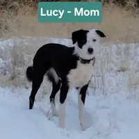 Archie, a female Australian Shepherd and Border Collie for sale in Scio, OR – Photo 9 of 10