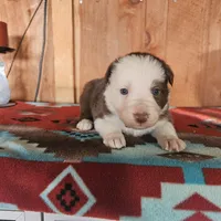 Archie, a female Australian Shepherd and Border Collie for sale in Scio, OR – Photo 6 of 10
