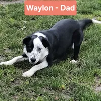 Archie, a female Australian Shepherd and Border Collie for sale in Scio, OR – Photo 10 of 10