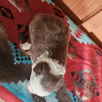 Archie, a female Australian Shepherd and Border Collie for sale in Scio, OR – Photo 8 of 10