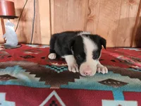 processed/6999ed33-99c7-4cd5-a566-736a3b117f7a/listing/ec8f90d2-94b1-475f-870a-23d8cc656cb8/f0ddbced-f9b5-4b8c-9909-86931fa50f99