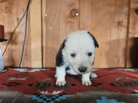 processed/6999ed33-99c7-4cd5-a566-736a3b117f7a/listing/fe080176-f1ba-4595-9d48-5ea9ddf802e9/f5f35edd-a0b6-4e64-bcc1-4065e27caa5c