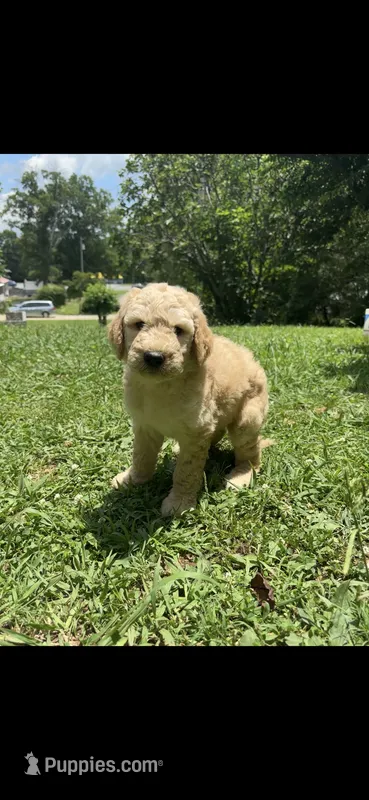 Daisy – Goldendoodle puppy for sale in Dalton, GA
