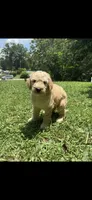 Daisy, a female Goldendoodle for sale in Dalton, GA – 1 of 1
