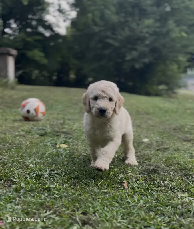 F1b medium -Daisy – Goldendoodle puppy for sale in Dalton, GA