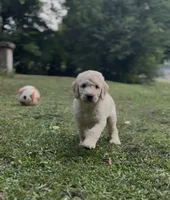 F1b medium -Daisy, a female Goldendoodle for sale in Dalton, GA – 1 of 3
