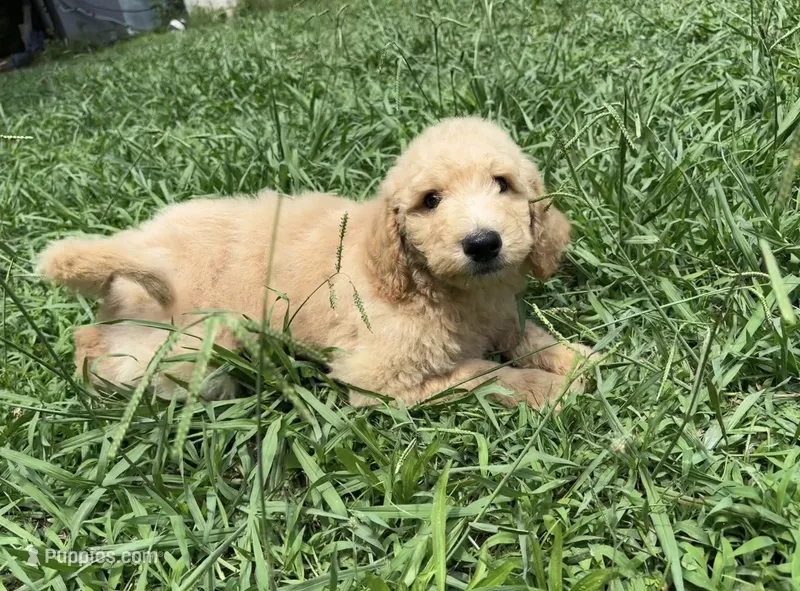 F1b medium goldendoodle- Dusty – Goldendoodle puppy for sale in Dalton, GA