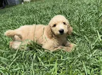 F1b medium goldendoodle- Dusty, a male Goldendoodle for sale in Dalton, GA – 7 of 10