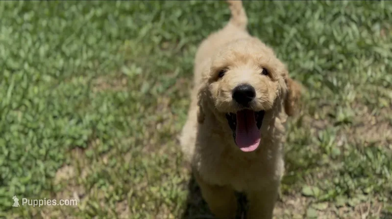 Dusty – Goldendoodle puppy for sale in Dalton, GA