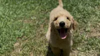 F1b medium goldendoodle- Dusty, a male Goldendoodle for sale in Dalton, GA – 6 of 10