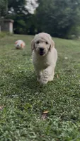 F1b medium -Daisy, a female Goldendoodle for sale in Dalton, GA – 2 of 3