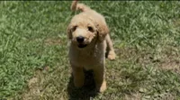 F1b medium goldendoodle- Dusty, a male Goldendoodle for sale in Dalton, GA – 4 of 10