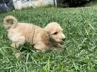 F1b medium goldendoodle- Dusty, a male Goldendoodle for sale in Dalton, GA – 9 of 10
