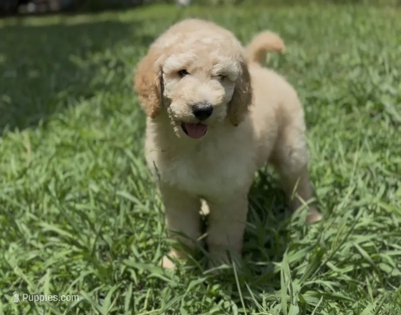 F1b medium -Archie – Goldendoodle puppy for sale in Dalton, GA
