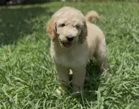 Archie- f1b medium, a male Goldendoodle for sale in Dalton, GA – 1 of 6