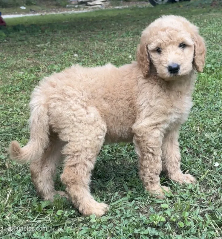 Dusty – Goldendoodle puppy for sale in Dalton, GA