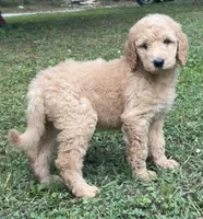 Dusty, a male Goldendoodle for sale in Dalton, GA – 1 of 2