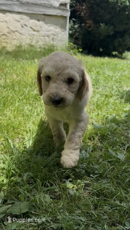 Luna – Goldendoodle puppy for sale in Dalton, GA