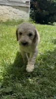 Luna, a female Goldendoodle for sale in Dalton, GA – 1 of 1