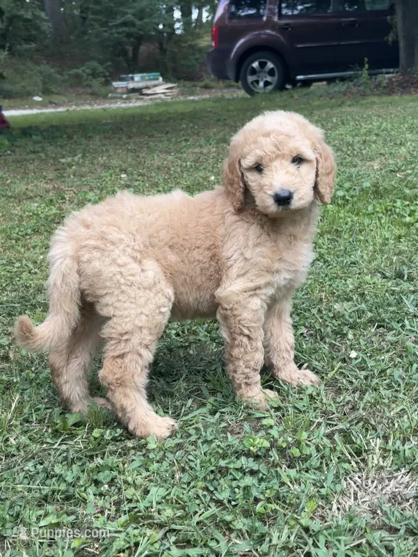 F1b medium  -Dusty – Goldendoodle puppy for sale in Dalton, GA