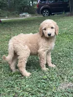 F1b medium  -Dusty, a male Goldendoodle for sale in Dalton, GA – 1 of 3