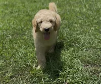 Archie- f1b medium, a male Goldendoodle for sale in Dalton, GA – 3 of 6
