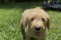 F1b medium goldendoodle- Dusty, a male Goldendoodle for sale in Dalton, GA – 2 of 10