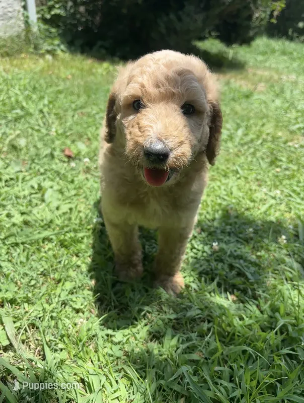 Bella  – Goldendoodle puppy for sale in Dalton, GA