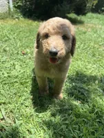 Bella , a female Goldendoodle for sale in Dalton, GA – 1 of 1