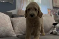 F1b medium goldendoodle- Dusty, a male Goldendoodle for sale in Dalton, GA – 5 of 10