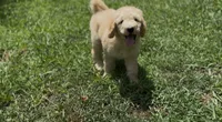Archie- f1b medium, a male Goldendoodle for sale in Dalton, GA – 2 of 6
