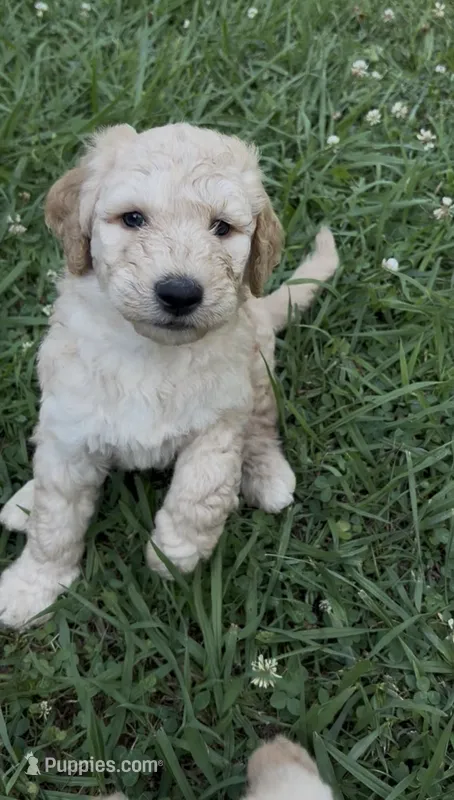Luna – Goldendoodle puppy on hold in Dalton, GA