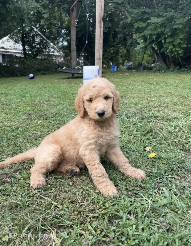F1b medium -Bella  – Goldendoodle puppy for sale in Dalton, GA