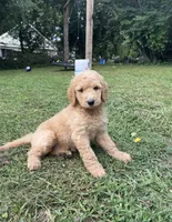 F1b medium -Bella , a female Goldendoodle for sale in Dalton, GA – 1 of 2