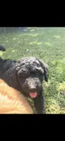 F1b medium -Kylie, a female Goldendoodle for sale in Dalton, GA – 5 of 5