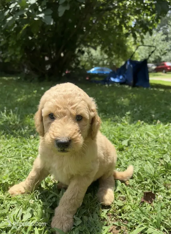 Dusty – Goldendoodle puppy for sale in Dalton, GA