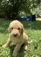 Dusty, a male Goldendoodle for sale in Dalton, GA – 1 of 1