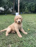 Dusty, a male Goldendoodle for sale in Dalton, GA – 2 of 2