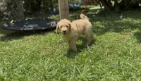 F1b medium goldendoodle- Dusty, a male Goldendoodle for sale in Dalton, GA – 8 of 10