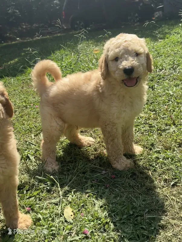 F1b medium -Archie – Goldendoodle puppy for sale in Dalton, GA